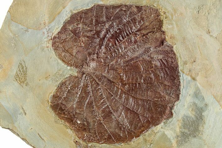 Fossil Leaf (Davidia) - Montana #268149